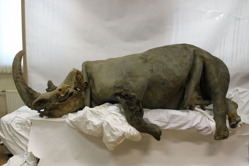 The Woolly Rhinoceros: The Giant Of The Ice Age