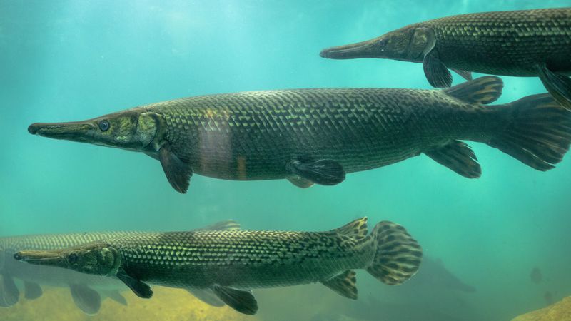 The Alligator Gar