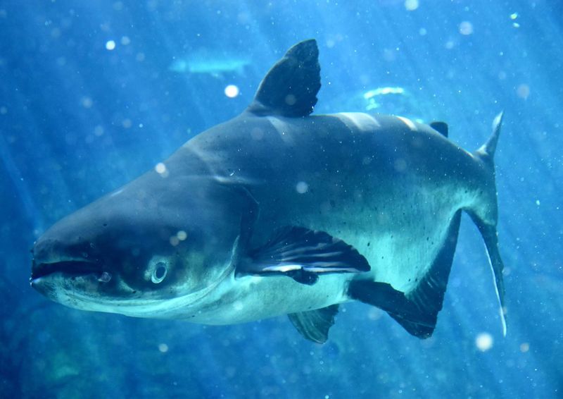 The Mekong Giant Catfish's Size And Power