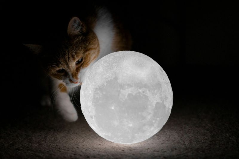 The Midnight Playtime