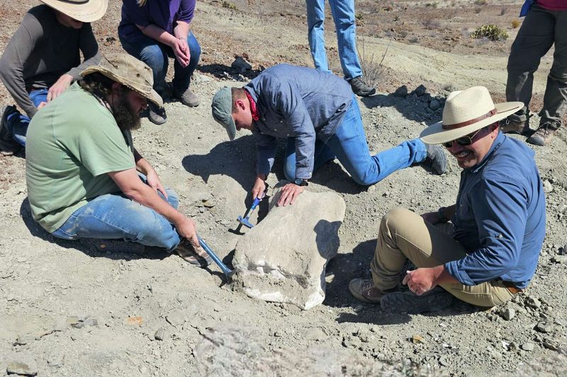 Where The Alamosaurus Fossil Was Discovered