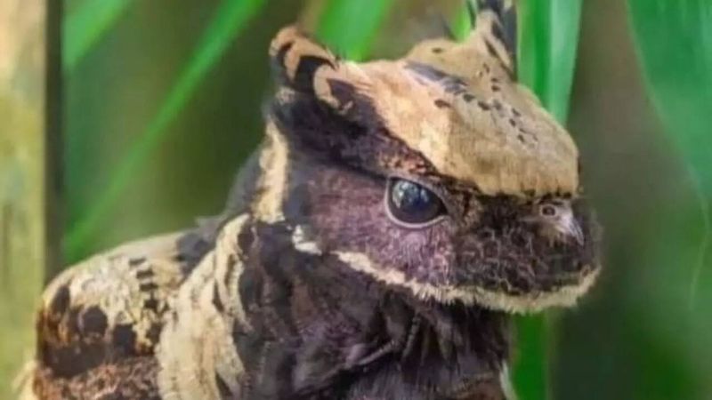 How The Great Eared Nightjar Contributes To Ecosystem Balance