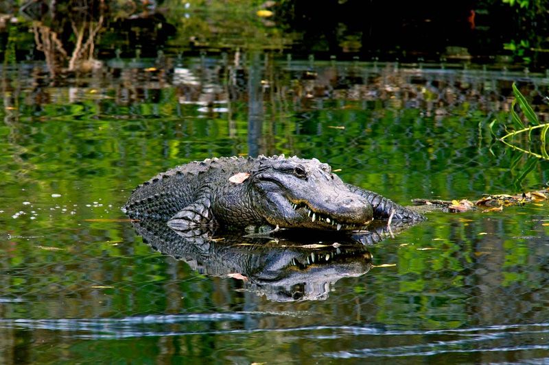What Makes These Mississippi Alligators So Exceptional?