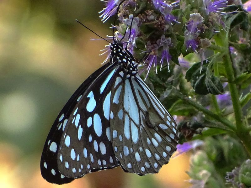 The Blue Tiger Butterfly