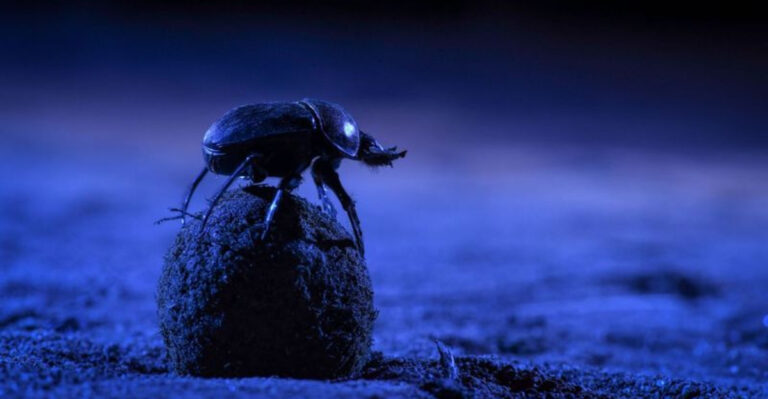 The Moon Mysteriously Affects These 14 Wild Animals, Here’s How