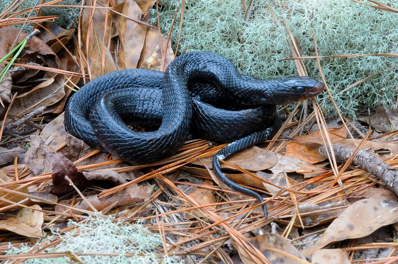 Alabama – Eastern Indigo Snake