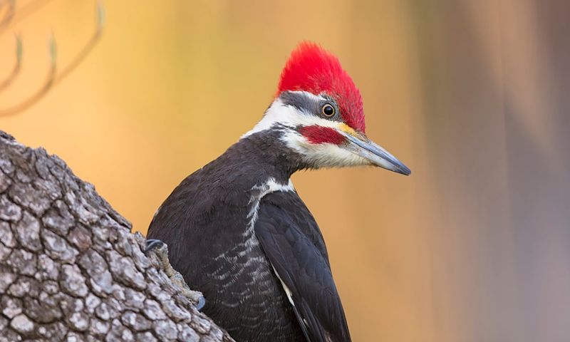 Pileated Woodpecker