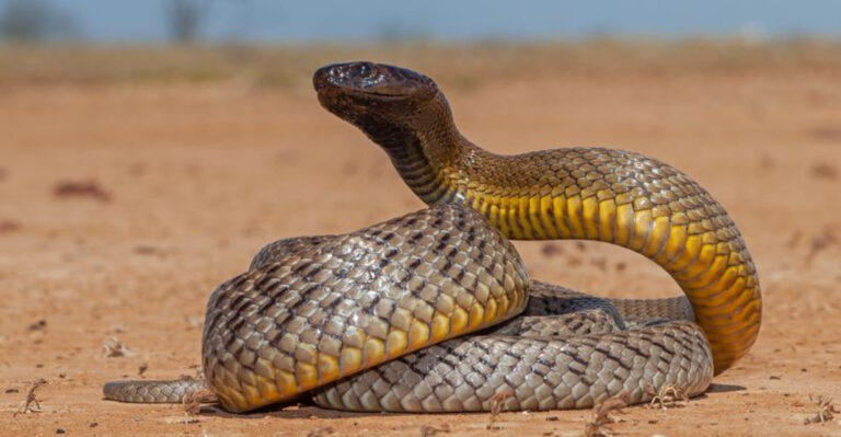 The Most Toxic Snake Species On Every Continent