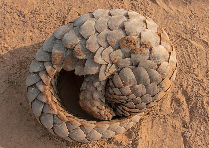 Covered In Scales Made Of Keratin