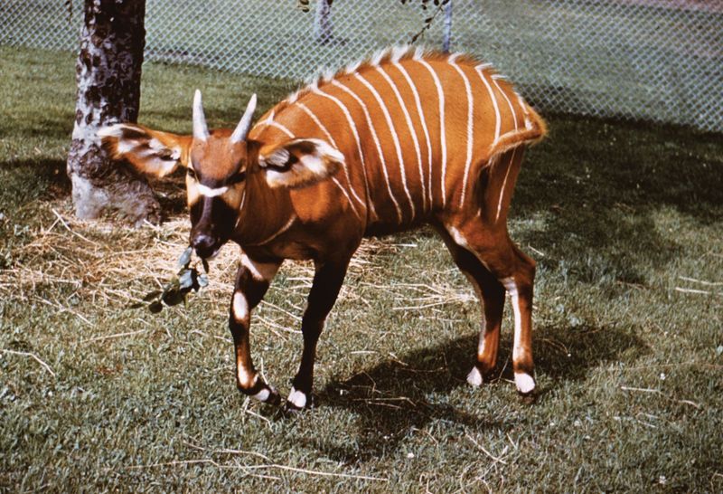 The Majestic Bongo