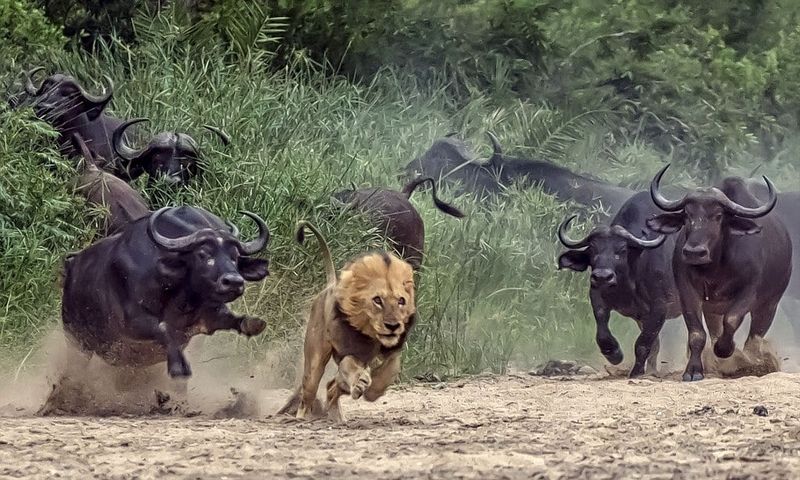 The Lion's Most Feared Prey