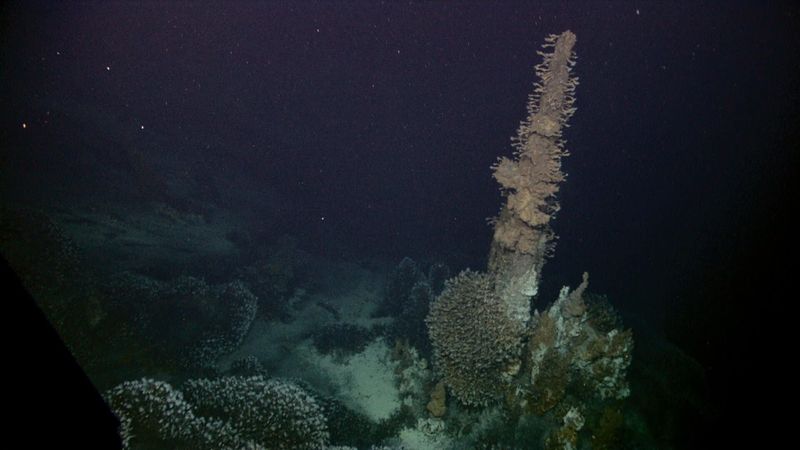 The Role Of Underwater Volcanoes In Marine Ecosystems