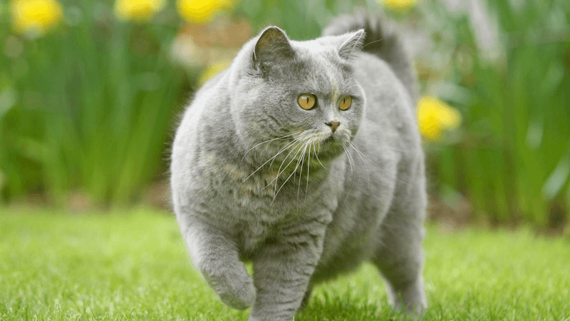British Shorthair's Silent Loyalty