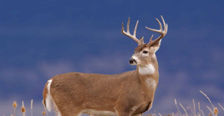 The Mystery Of Idaho’s Biggest Whitetail Deer Ever Harvested Finally Solved