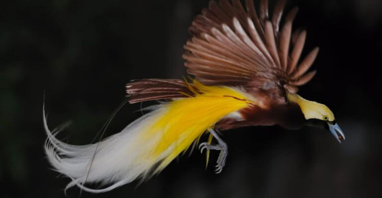 The Myth Of The Phoenix: Is It Based On A Real Bird?