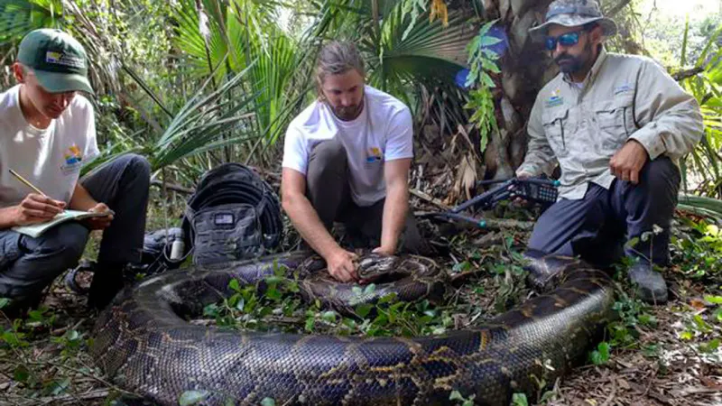 The Snake That Took Six Men To Subdue