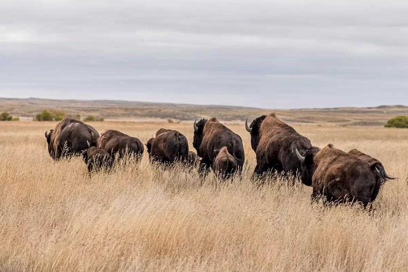 Rewilding Champions