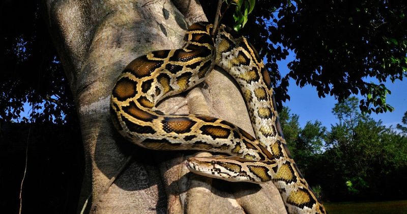 Encouraging Animal Shelters To Accept Exotic Pets