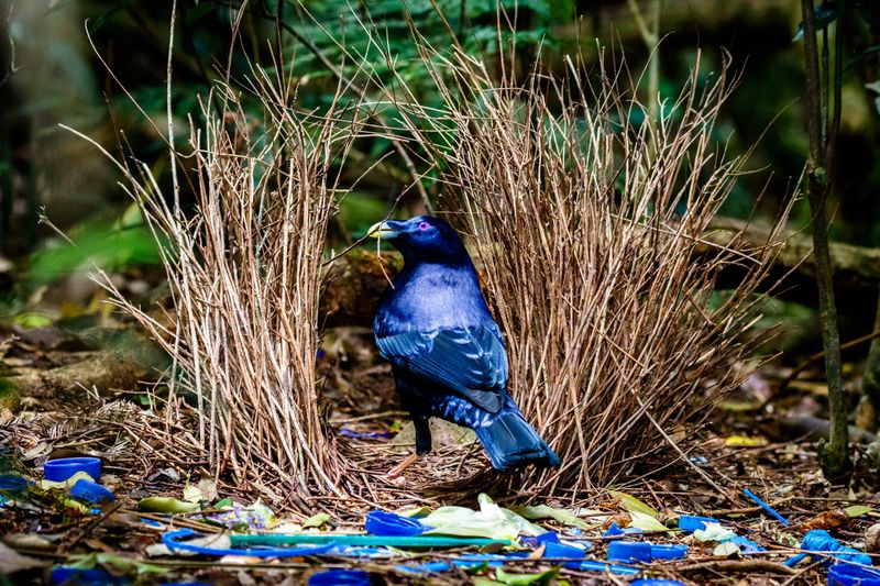Feathered Architect: Male Bower Bird