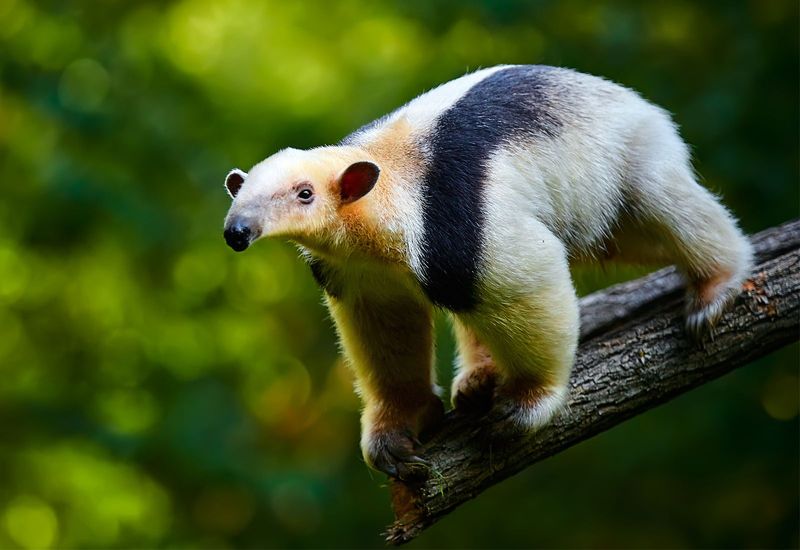 The Vacuum-Nosed Anteater Of The Treetops