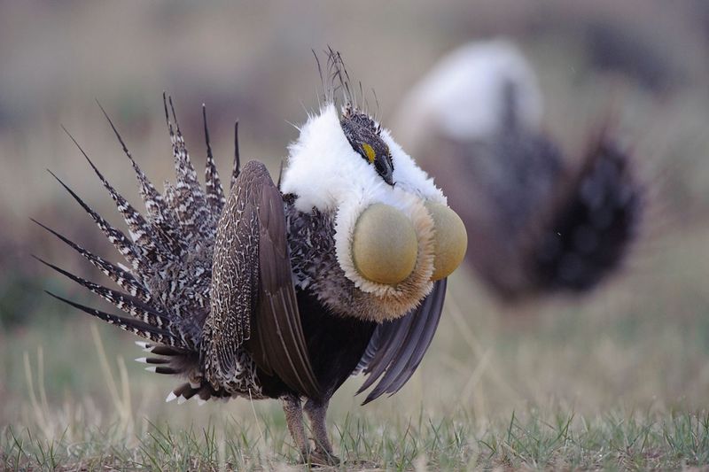 The Sage Grouse