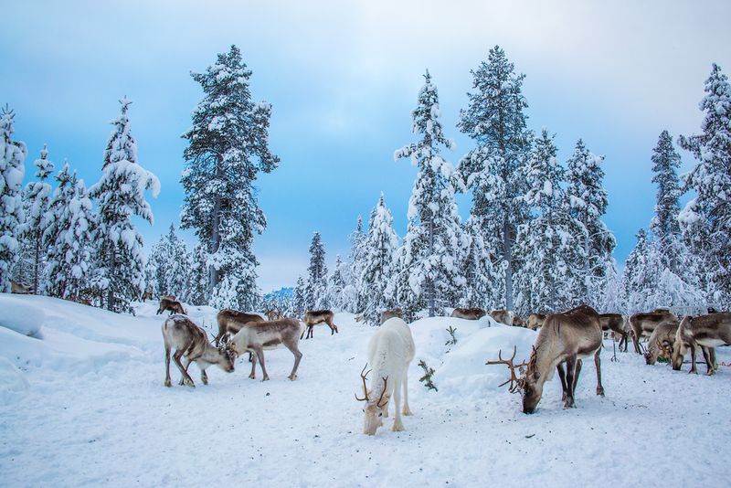 Home To Rare Arctic Wildlife