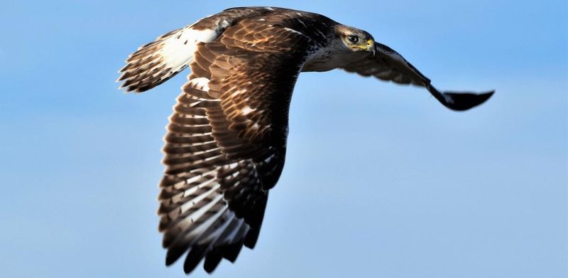 The Prairie Falcon