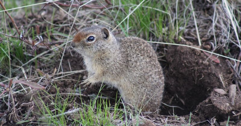 Idaho's Secret Squirrel
