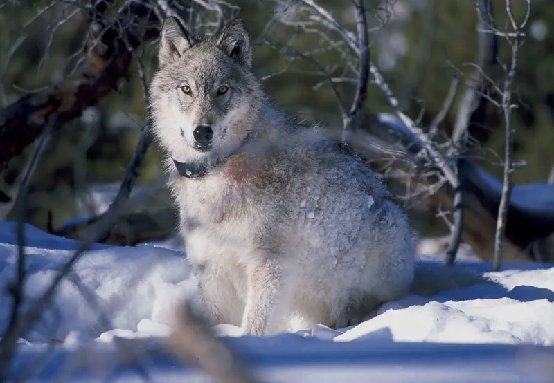 The Northwestern Wolf's Seasonal Adaptations