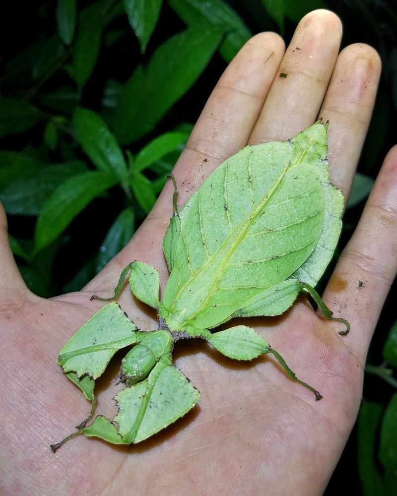 Leaf Insects