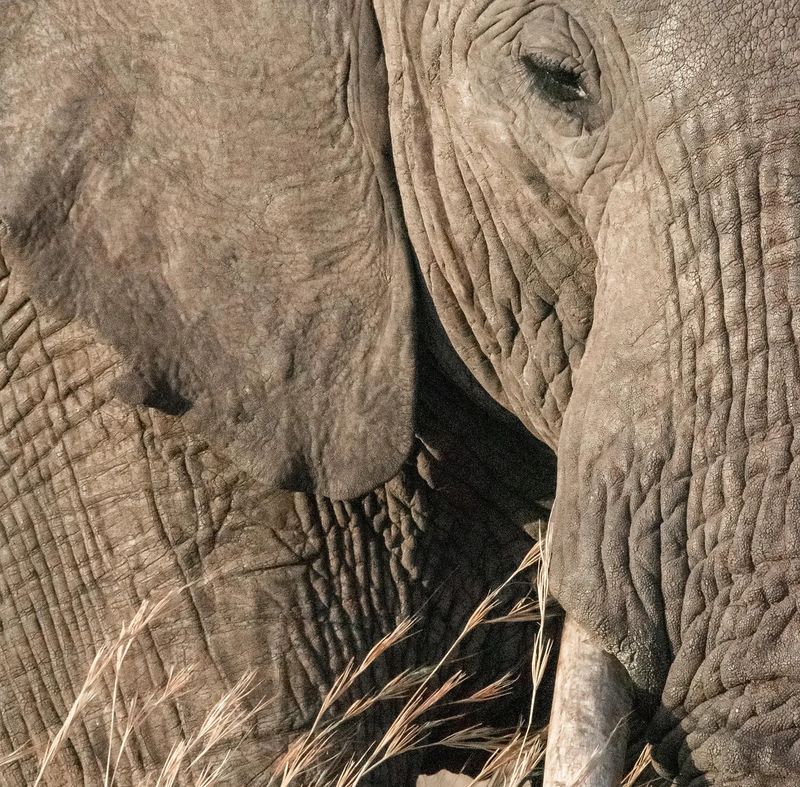 Poaching And Habitat Loss