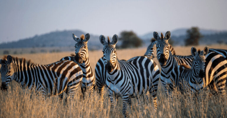The Ongoing Fight To Protect Endangered Zebra Species