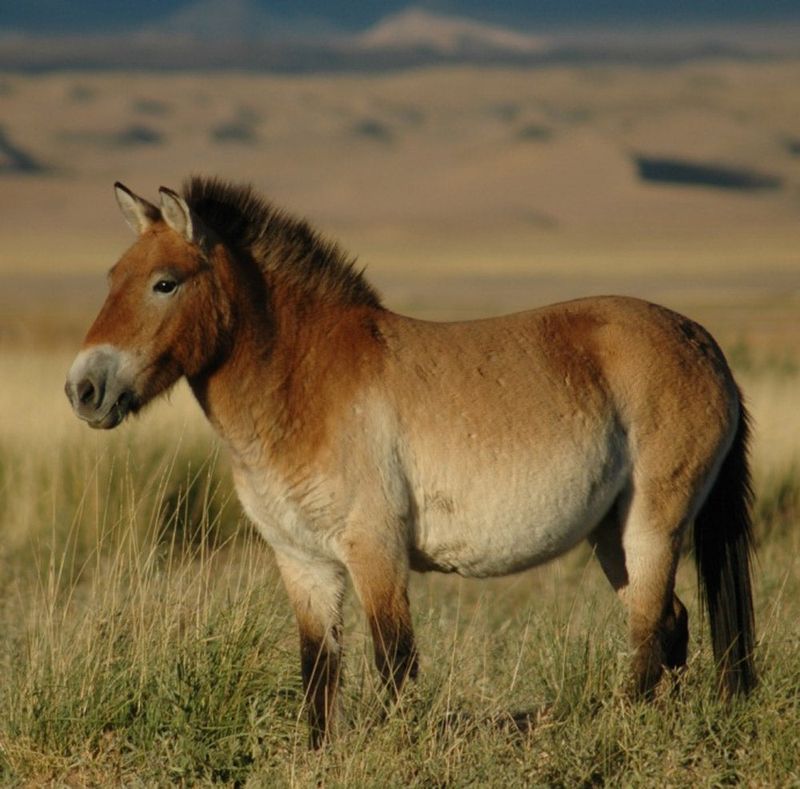 Native To Central Asia