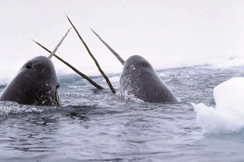 Tusk Jousting Matches