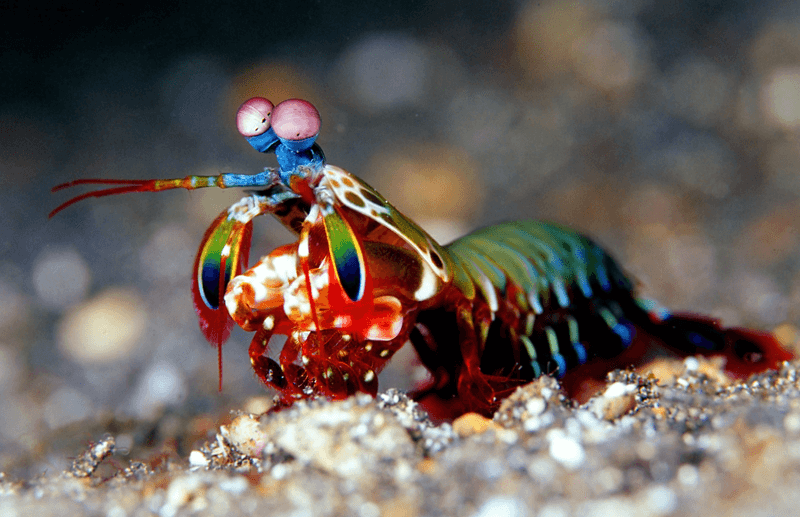 Mantis Shrimp