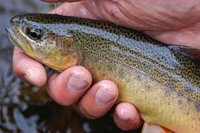 The Gila Trout: Desert Survivor Against All Odds