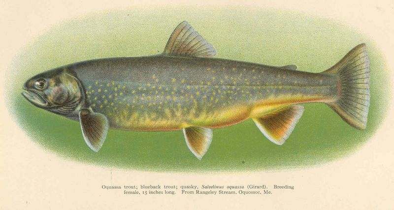 The Sunapee Trout: The Silver Phantom