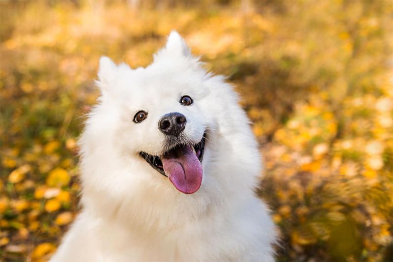 Joyful American Eskimo Dogs