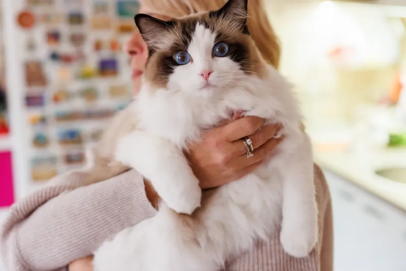 Ragdoll's Relaxed Devotion