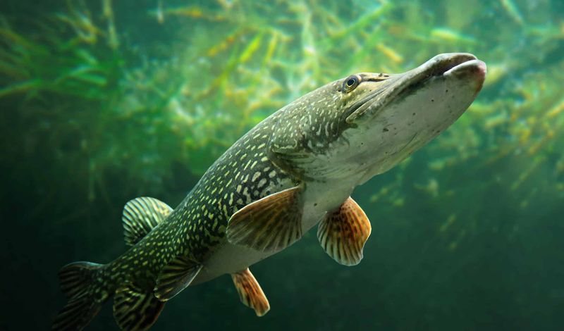 The Northern Pike