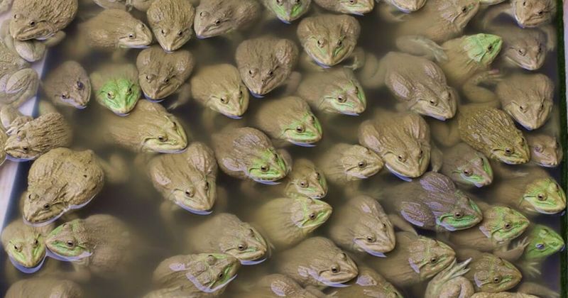 How Many Bullfrogs Were Removed