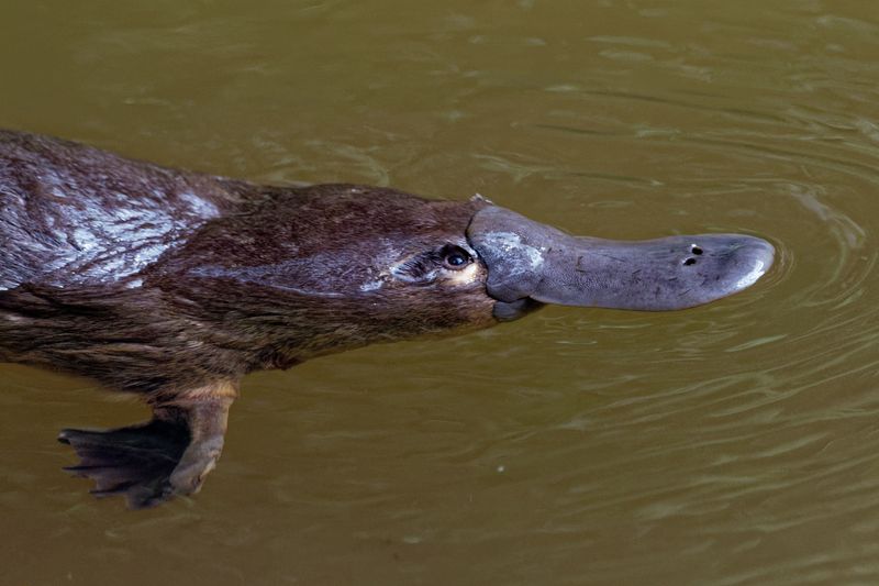 Threats To The Platypus Population
