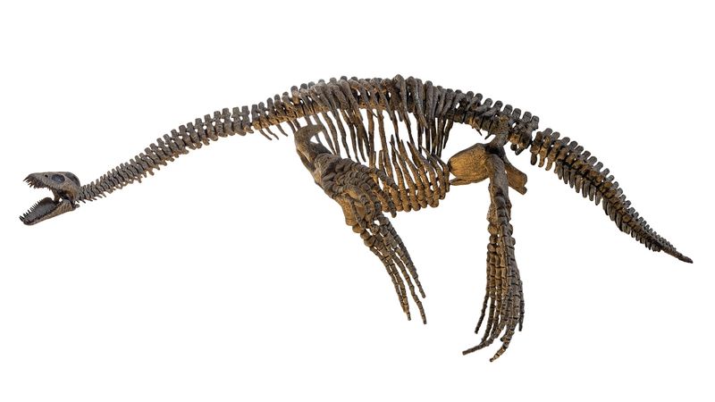 The Plesiosaur: A Marine Reptile Of The Mesozoic Era