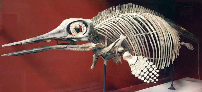 The Ichthyosaur: An Ancient Marine Predator
