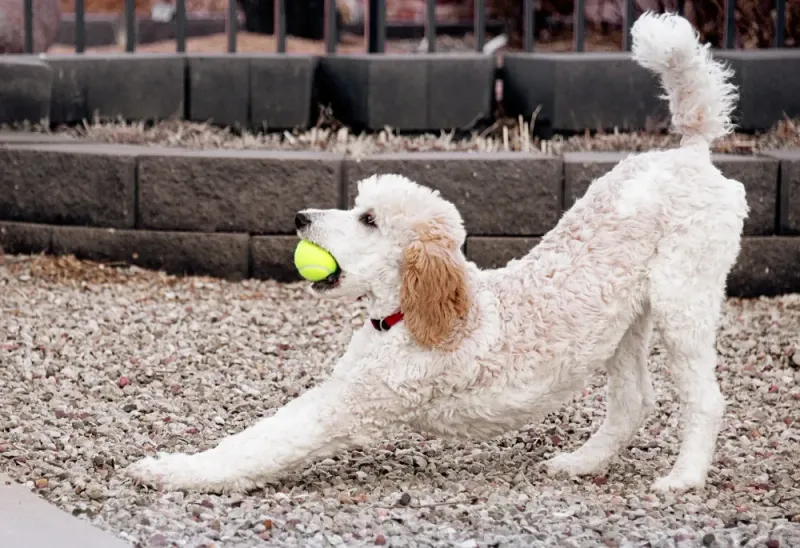The Bouncy Bodyguard