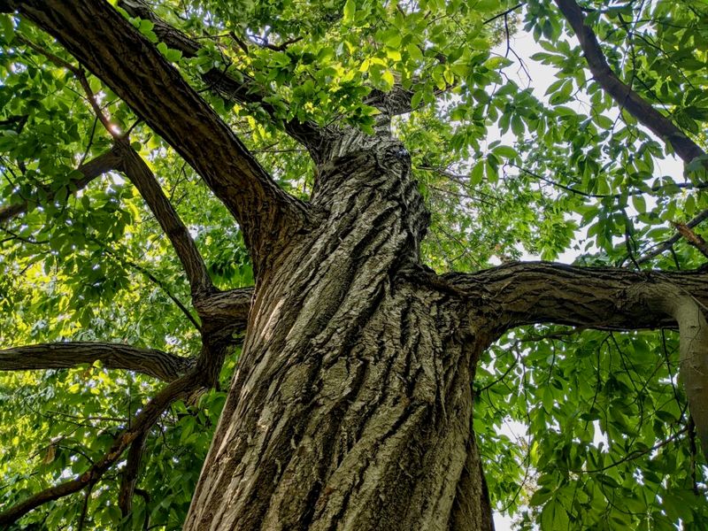 How The American Chestnut Crisis Contributed To The Passenger Pigeon's Decline