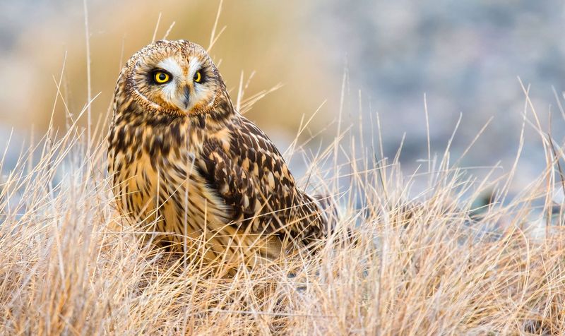 The Short-Eared Owl