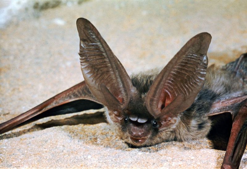 The Night Hunter With Sound-Collecting Facial Dishes