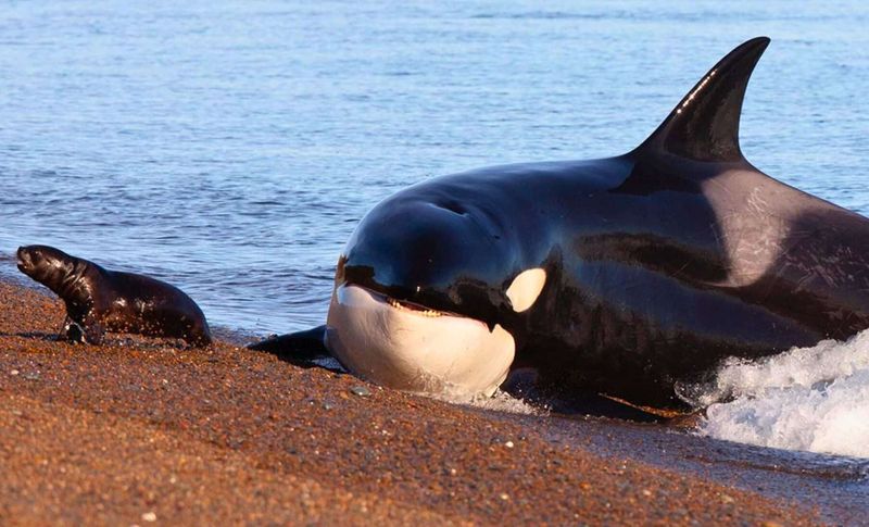 Dolphins And Orcas Can Never Be Land Animals