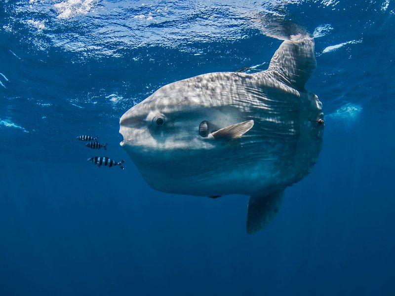 Why The Sunfish Stopped Eating And Rubbed The Tank